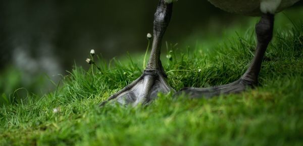 Plant growing on grassy field