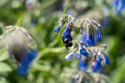 Close-up of bee pollinating on purple flower