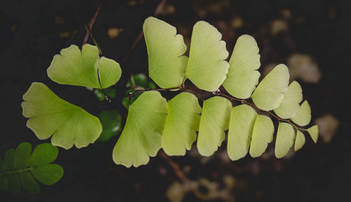 Close-up of green leaves