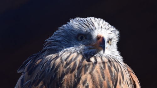 Close-up of eagle against black background