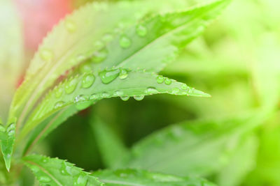 Close-up of raindrops on leaves