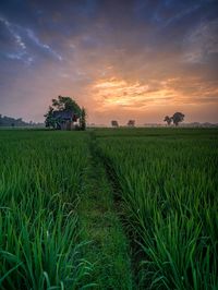 Scenic view of agricultural field against sky during sunset