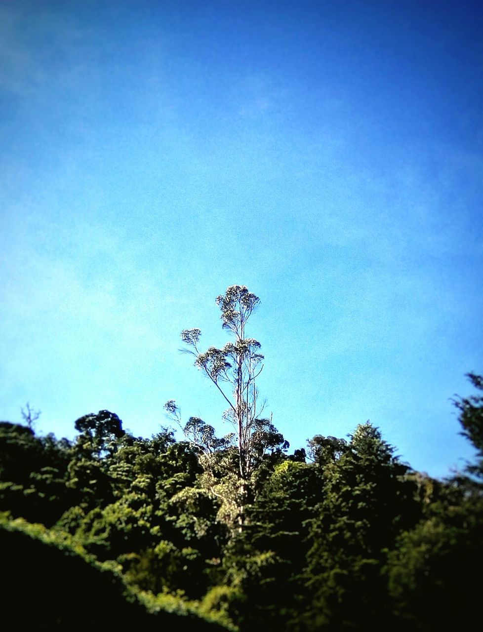 tree, growth, nature, beauty in nature, blue, sky, low angle view, day, outdoors, plant, tranquility, no people, tranquil scene, scenics, fragility