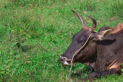 View of horse on field