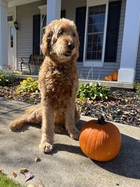 Goldendoodle  posing with her pumpkin