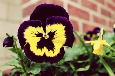 Close-up of yellow flower blooming outdoors