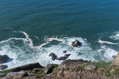 High angle view of dog on rock in sea