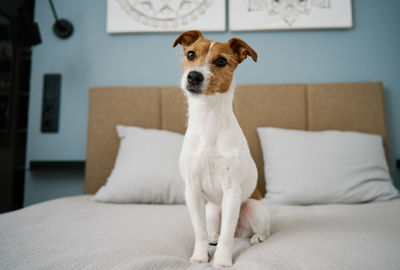 Cute dog sitting on the bed in living room, close up portrait