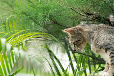 Side view of tabby cat against plant