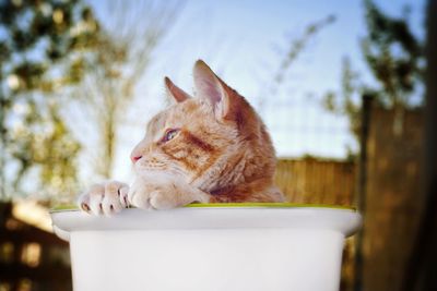 Close-up of a cat looking away