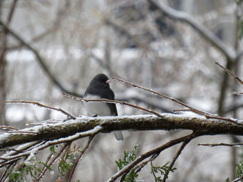 Bird perching on a tree