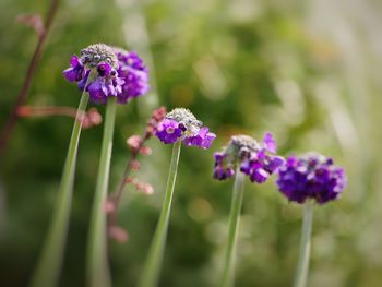 Close-up of purple flowering plant