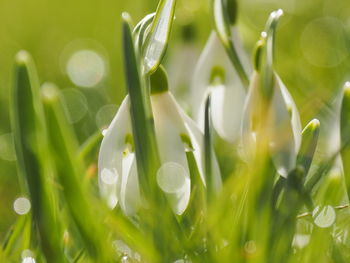 Close-up of wet plants on field