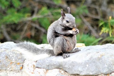 Squirrel on rock