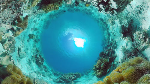 Full frame shot of coral swimming in sea