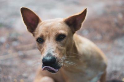 Close-up portrait of dog