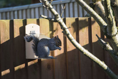 Duck in a fence