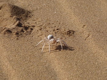 Close-up of crab on sand at beach