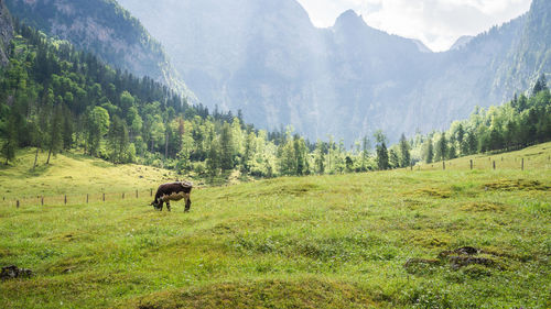 Single cow grazing grass on beautiful alpine meadow surrounded by mountains, berchtesgaden, germany
