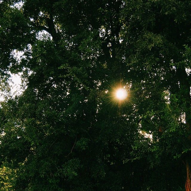 tree, sun, low angle view, growth, tranquility, lens flare, nature, beauty in nature, sunlight, sunbeam, branch, tranquil scene, scenics, forest, green color, outdoors, no people, idyllic, sky, day