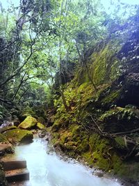 Scenic view of river amidst trees in forest