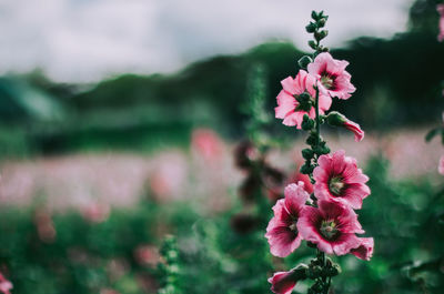 Close-up of pink flowering plant