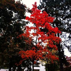 Low angle view of red leaves on tree