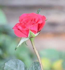 Close-up of wet pink rose blooming outdoors