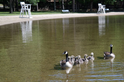 Birds in water