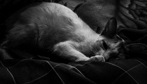 Close-up of a sleeping cat