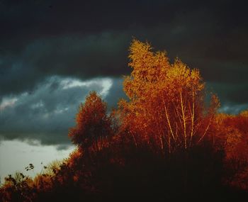 Trees against sky