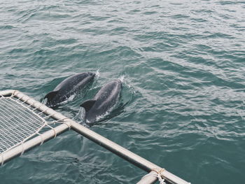 High angle view of dolphin in sea