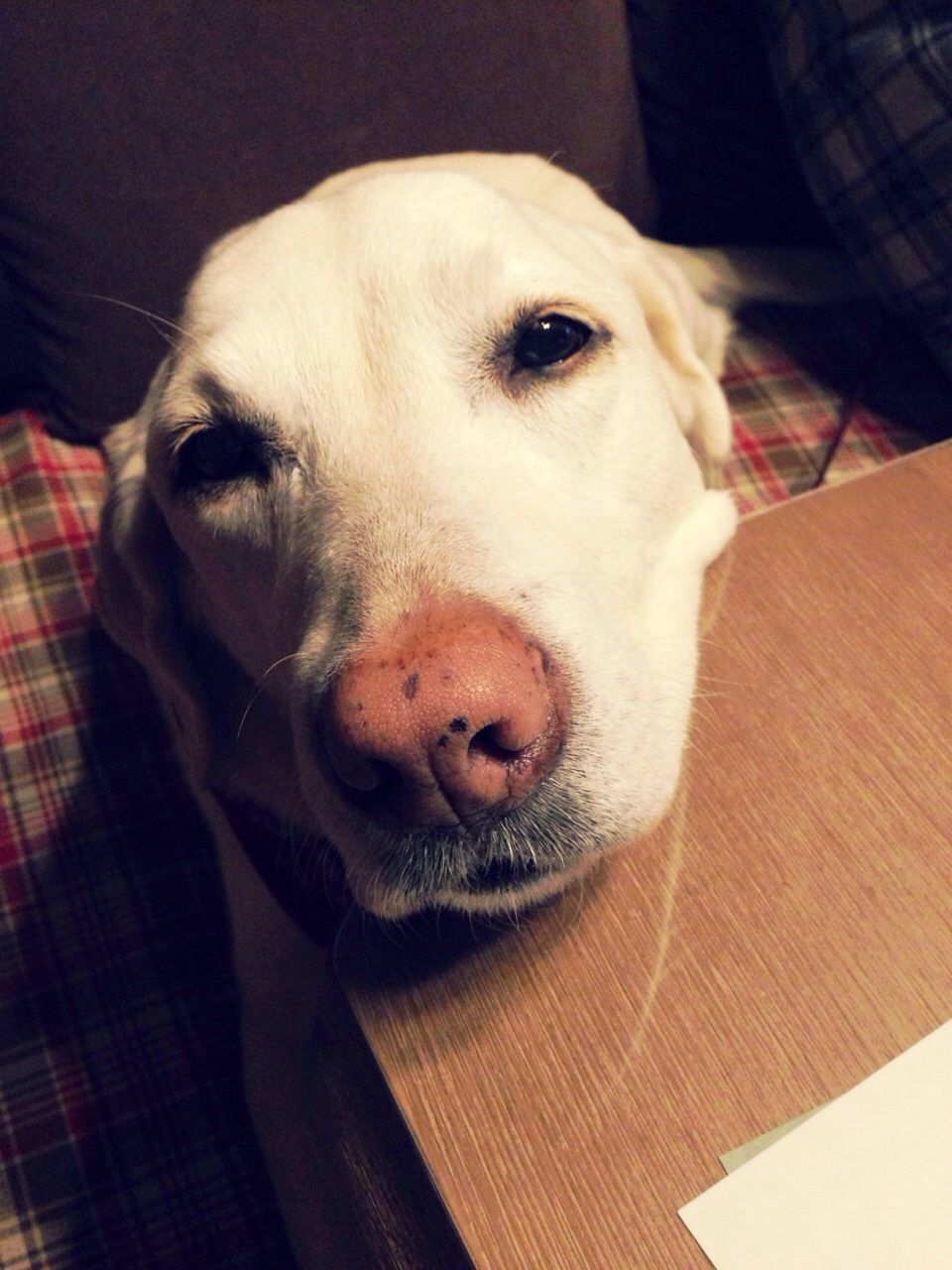 dog, indoors, pets, one animal, domestic animals, animal themes, portrait, looking at camera, mammal, close-up, home interior, animal head, high angle view, relaxation, bed, no people, home, sofa, front view