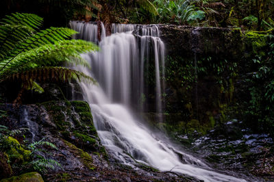 Scenic view of waterfall in forest