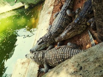 Close-up of crocodile in lake