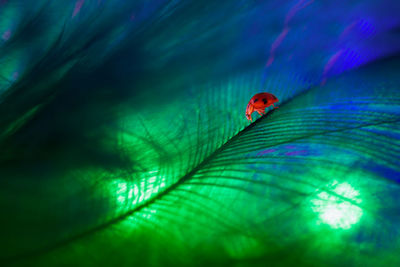 Close-up of ladybug on leaf