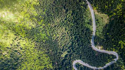 High angle view of plants growing on land