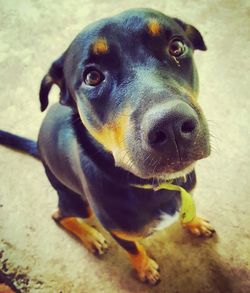 Close-up portrait of dog