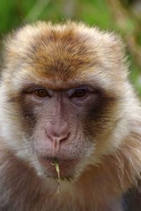 Close-up portrait of a monkey