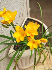 Close-up of yellow flower