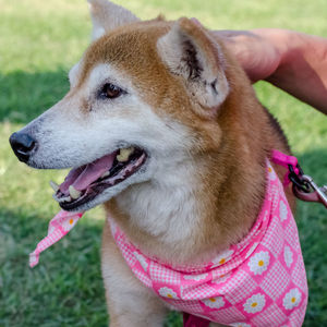 Close-up of dog with hand