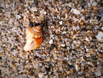 High angle view of shell on rock