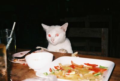 Close-up of cat eating food on table