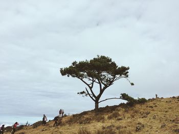 Tree on field against sky