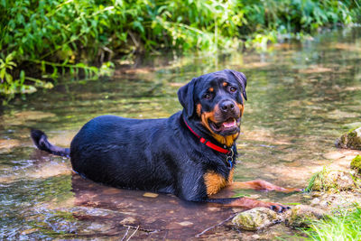 Black dog sitting outdoors