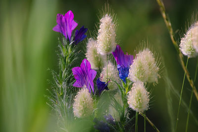 Close-up of purple flowering plant on field