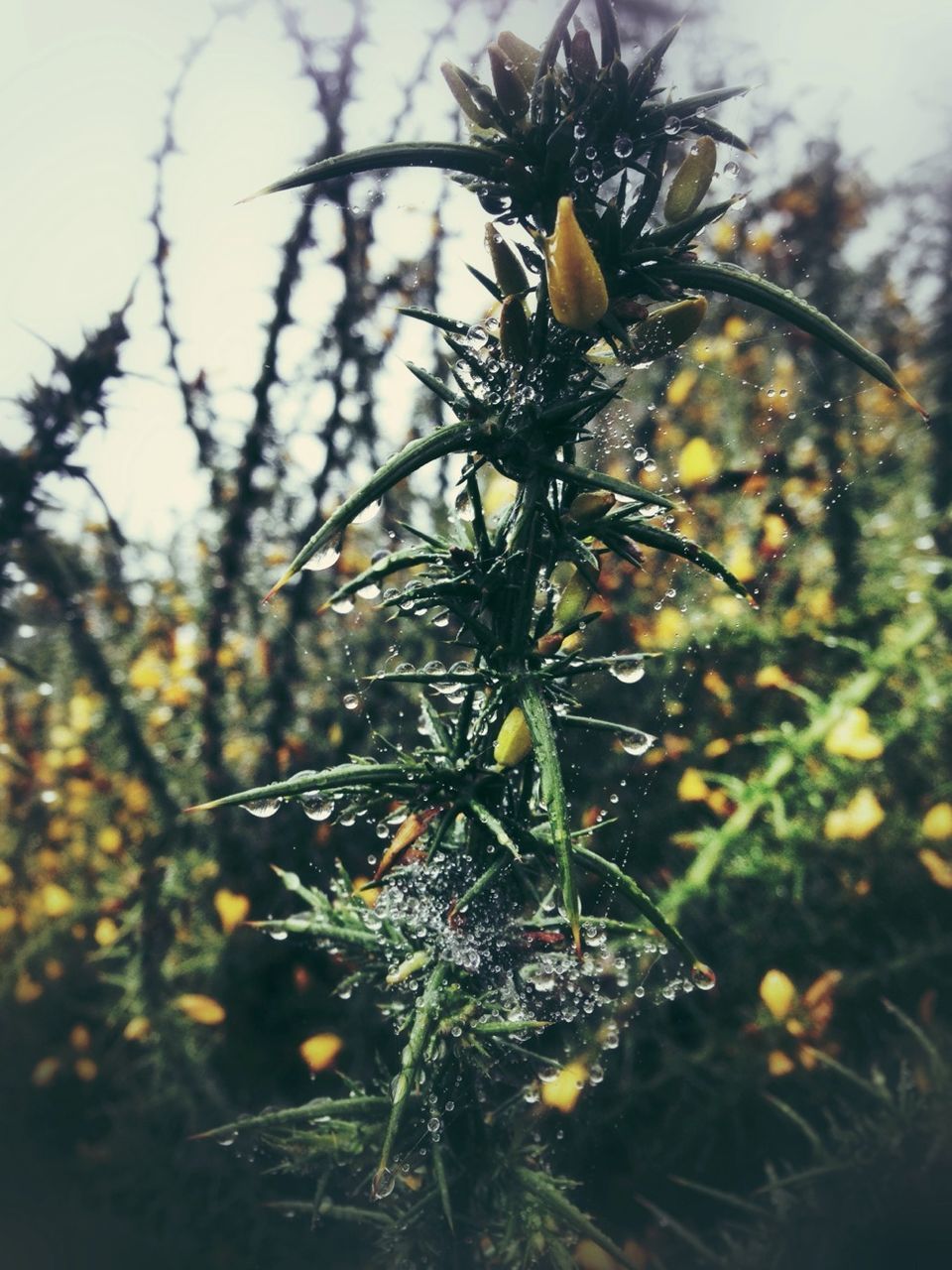 growth, close-up, plant, focus on foreground, nature, freshness, leaf, beauty in nature, fragility, stem, selective focus, green color, outdoors, no people, day, branch, bud, growing, flower, tranquility