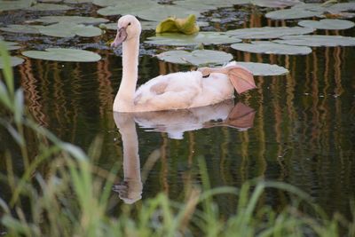 Swans in a lake