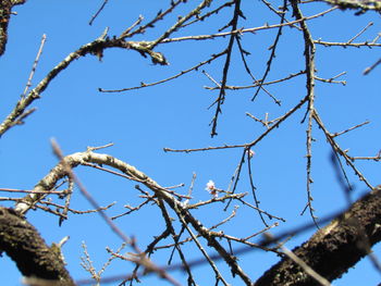 Low angle view of bare tree against blue sky