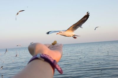 Low angle view of seagull flying over sea